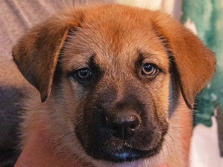 chinook puppy
